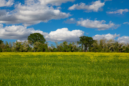 Green field with yellow flowers and blue sky with white clouds. Spring landscape.の写真素材