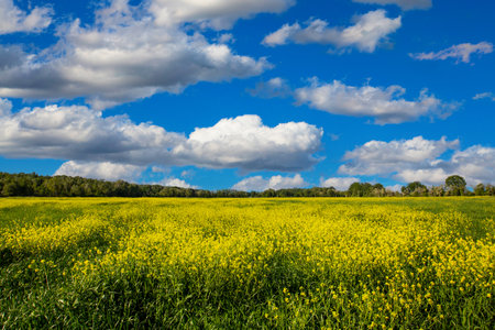 Beautiful spring landscape with yellow field and blue sky with clouds.の写真素材