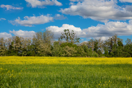 Field with yellow flowers and trees in the background. Spring landscape.の写真素材