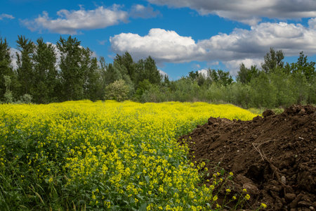 A field of yellow turnips on a background of blue sky with cloudsの写真素材