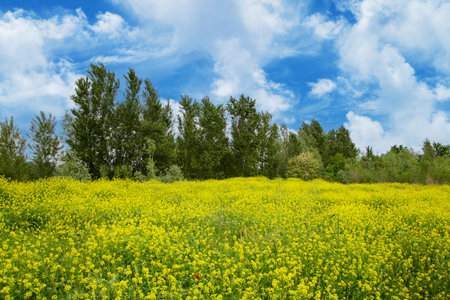 Yellow flowers in the meadow on a background of blue sky with cloudsの写真素材