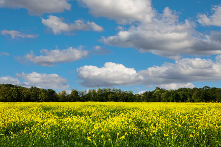 Rapeseed field under blue sky with white clouds and forest in the backgroundの写真素材