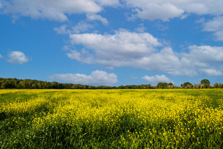Field of yellow flowers and blue sky with white clouds. Spring landscape.の写真素材