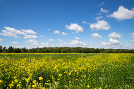 Field with yellow wildflowers and blue sky with white clouds.の写真素材