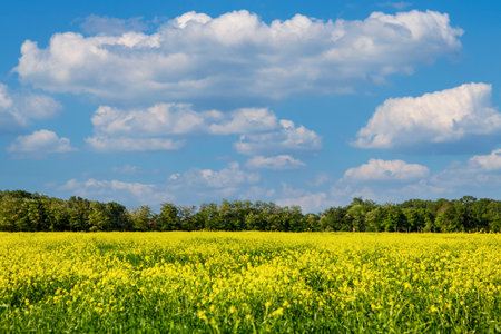 A field of yellow rapeseed under a blue sky with white cloudsの写真素材