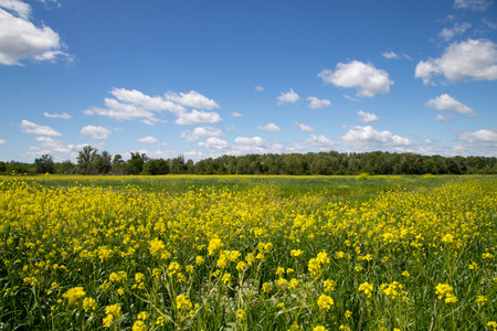 Spring field with yellow flowers and blue sky with white clouds in the backgroundの写真素材