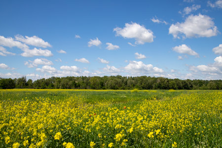 Field of yellow flowers and blue sky with white clouds. Spring landscape.の写真素材