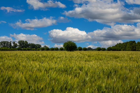 Green wheat field and blue sky with white clouds. Agricultural landscape.の写真素材