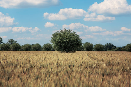 Summer landscape with a wheat field and a tree in the background.の写真素材