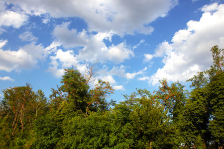 Trees in the park against the blue sky with white clouds.の写真素材
