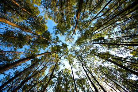 Pine tree forest view from below into the sky, Thailand.の写真素材