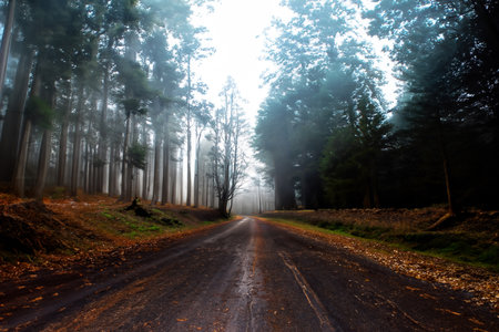 Beautiful autumn landscape with fog in the forest and asphalt road.の写真素材