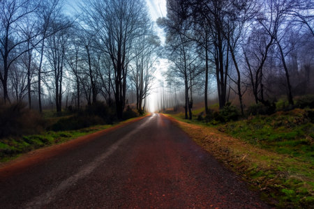 Country road in the forest with rays of light through the fog.