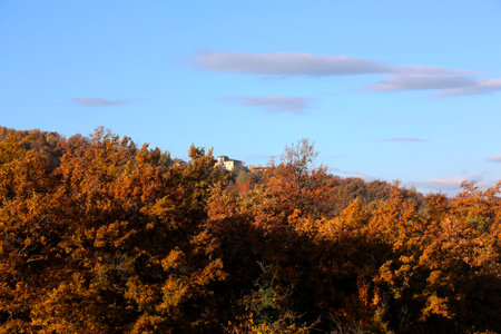 Autumn landscape with yellow trees and blue sky, closeup of photoの写真素材