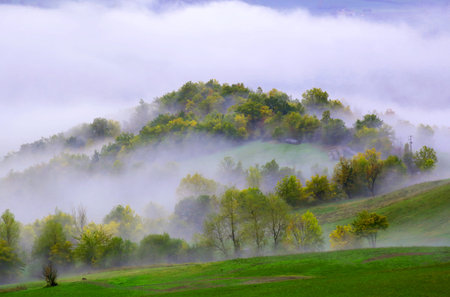 Foggy morning in the Italian countryside, closeup of photo