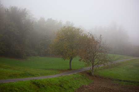 Autumn landscape with a road and trees in a foggy morningの写真素材