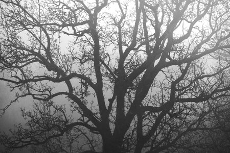 Black and white image of a tree in a foggy forest.の写真素材