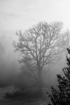 Black and white photo of a tree in a foggy morning.の写真素材