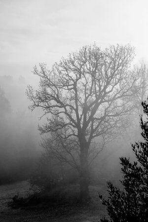 Tree in the fog. Black and white image. Autumn landscape.の写真素材