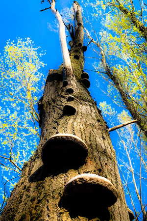 Mushrooms growing on a tree in the forest in the spring