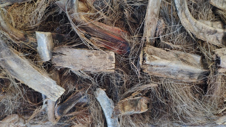 Coconut tree bark texture background. Close up of coconut tree bark texture.