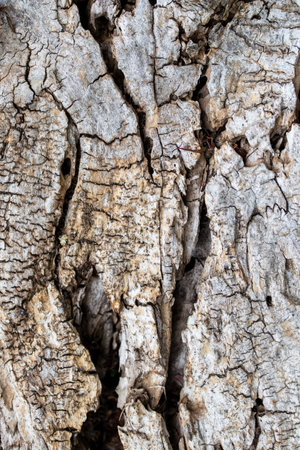 The texture of the old tree bark. Close-up. Backgroundの写真素材