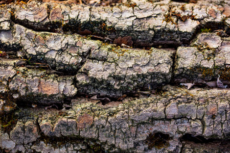 Old tree bark texture close up. Abstract background and texture for design.の写真素材