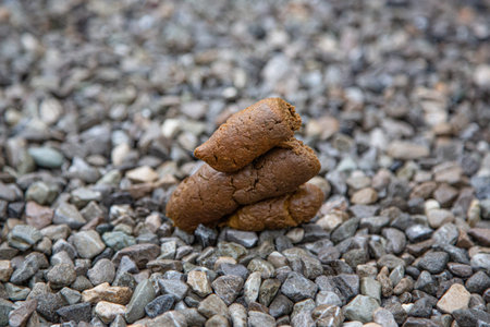 dog shit on the asphaltの写真素材