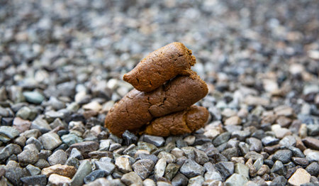 Close up of chocolate cookies on the ground. Selective focus.