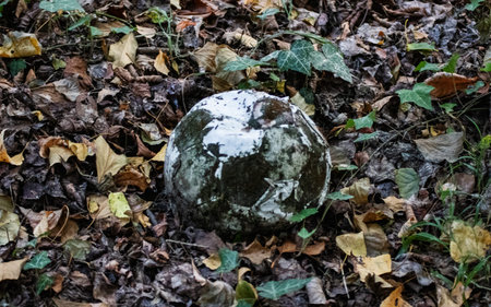 Old football ball on the ground in the autumn forest. Selective focus.