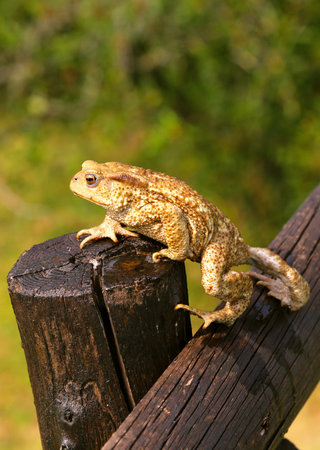 Common toad (Bufo bufo) sitting on a wooden fence