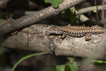 Lizard, Lacerta agilis, on a branch