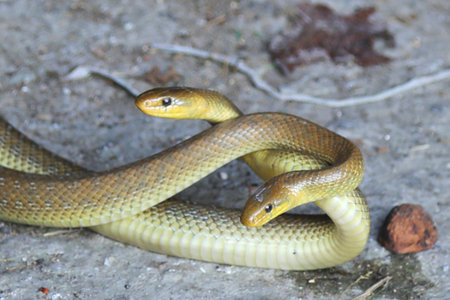 Close up of two yellow snake (Ptyas lupus)の写真素材
