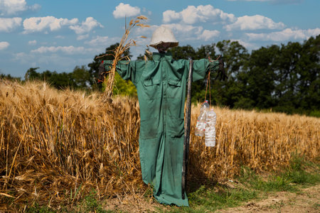 scarecrow watches over the golden field, rustic soul.の写真素材