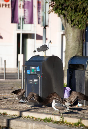 Seagulls at the trash can in the city center of Zurich, Switzerlandの写真素材