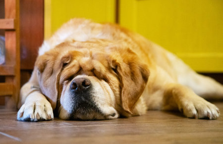 Cute dog sleeping on the floor in the living room at homeの写真素材