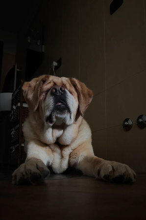 Cute dog breed shar pei lying on the floor in the bathroomの写真素材