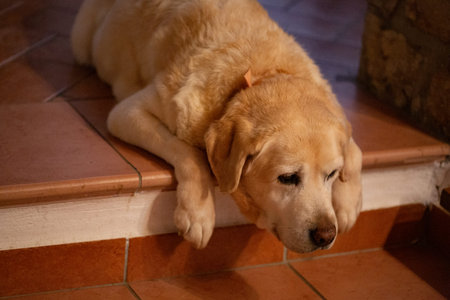 Labrador Retriever dog lying on the floor at home.の写真素材