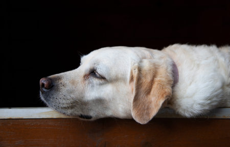 Labrador Retriever lying on a wooden bench and looking into the cameraの写真素材