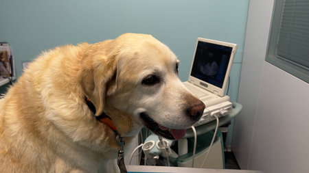 Labrador Retriever in a veterinary clinic with ultrasound scanner.の写真素材