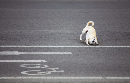 Cute dog playing on the asphalt road. Shallow depth of field.
