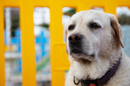 Labrador retriever in the park. Close-up portrait.
