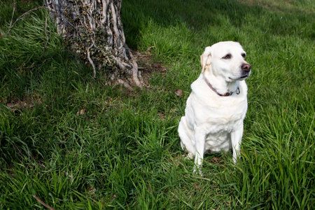 Labrador retriever sitting on green grass in the park and looking at the cameraの写真素材