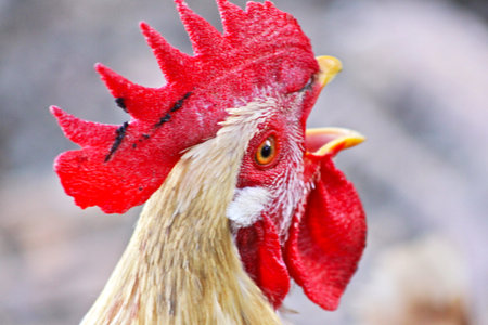 Close up of a rooster on a farm in the countryside.
