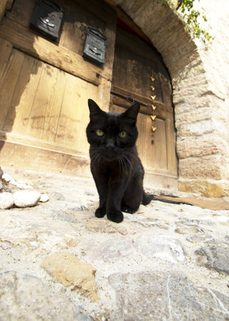 Black cat sitting in front of a wooden door in the old townの写真素材