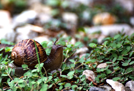 Snail crawling on the ground. Snail crawling on the ground.