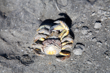 Crab on the beach, Galapagos Islands, Ecuador.の写真素材