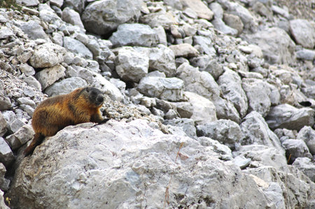 Marmot on a rock in the mountains of Montenegro.の写真素材
