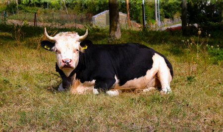 cow on the grass in the field in the village in the summerの写真素材