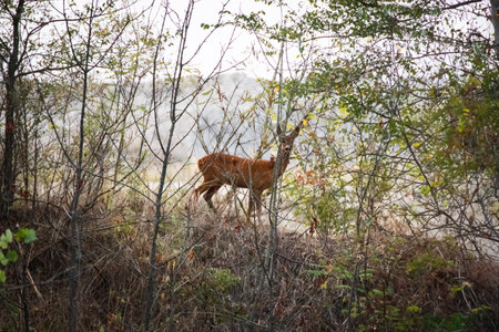 Deer in the autumn forest. deer in the autumn forest.の写真素材